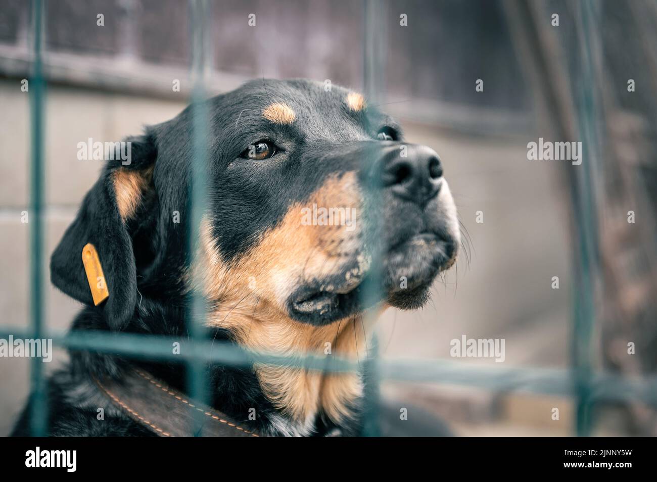 Dog in animal shelter waiting for adoption. Portrait of black homeless dog in animal shelter