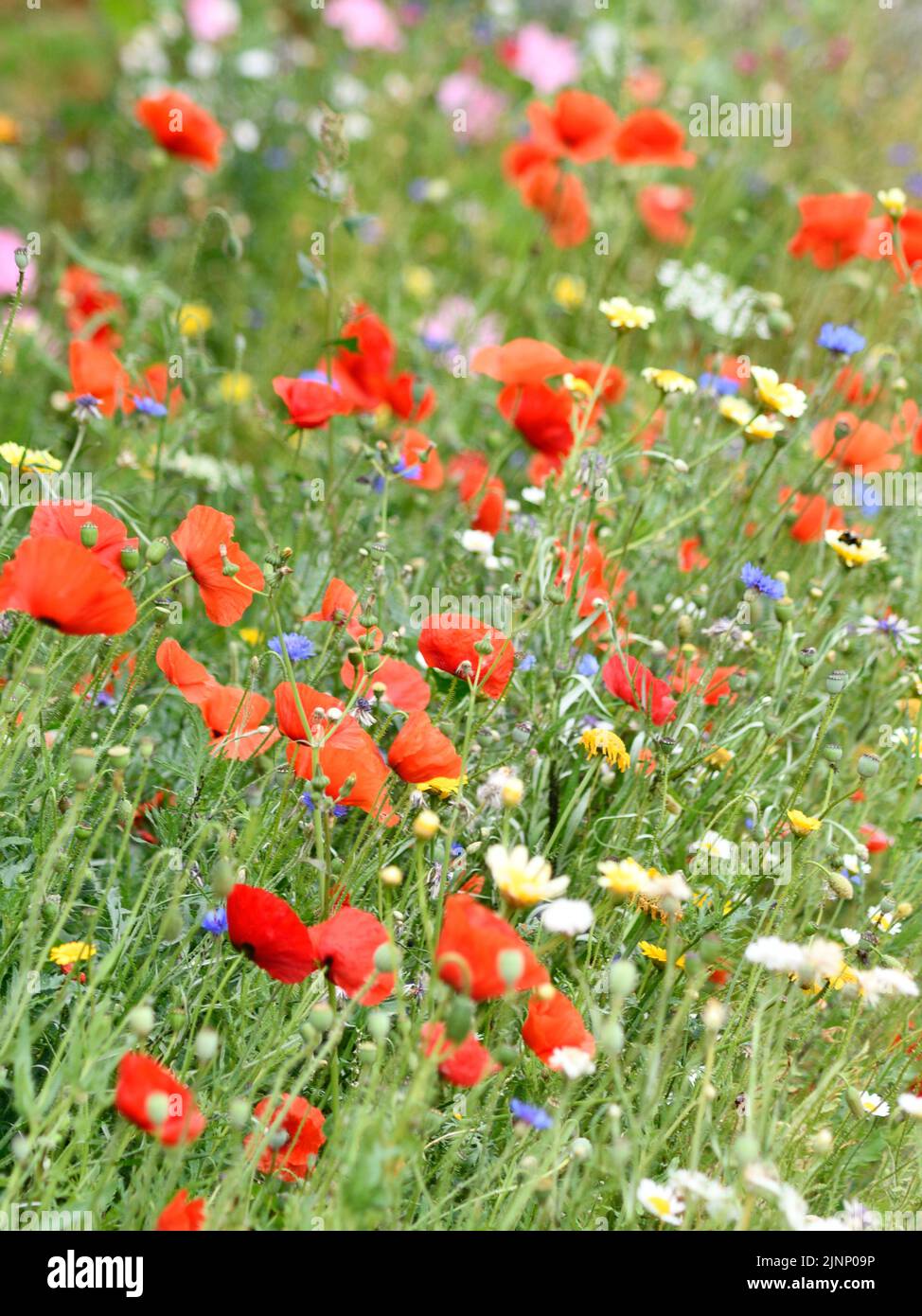 Wild Meadow Bellis perennis Ranunculus acris with Poppies (papaver