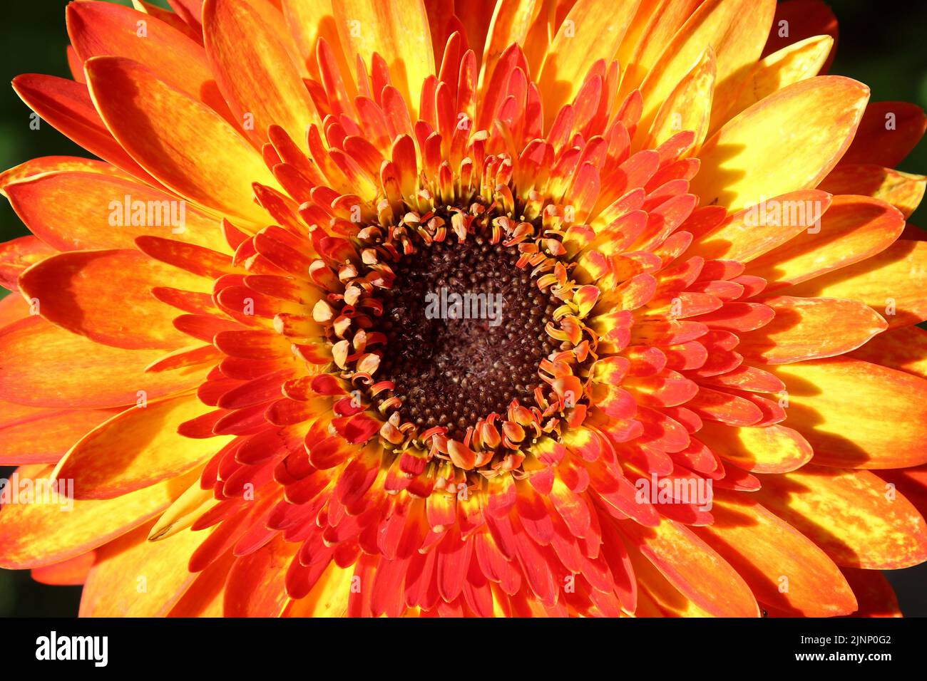 Gerbera 'Volcano' Stock Photo