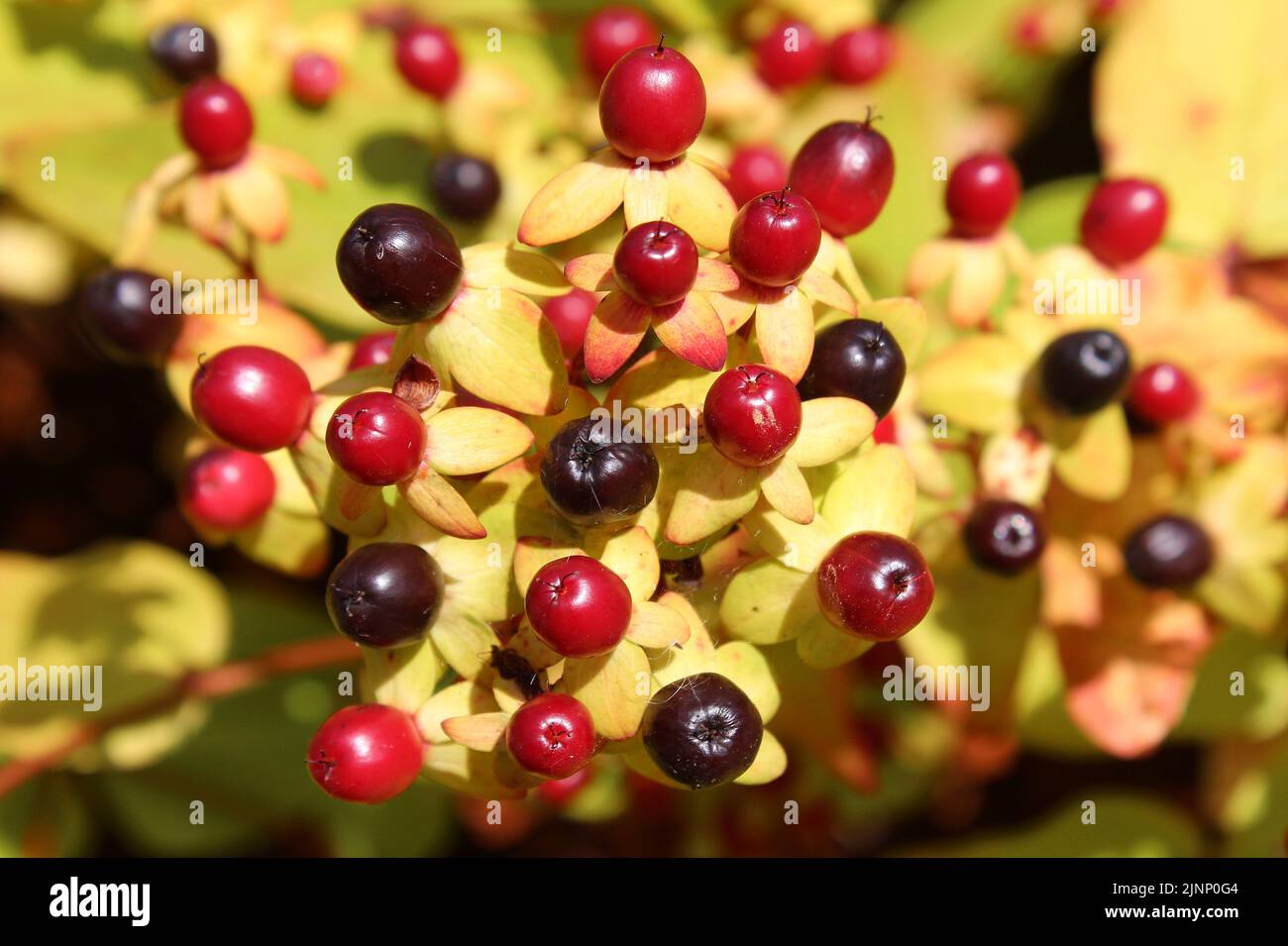 Autumnal Plant Berries - Ness Botanic Gardens Stock Photo