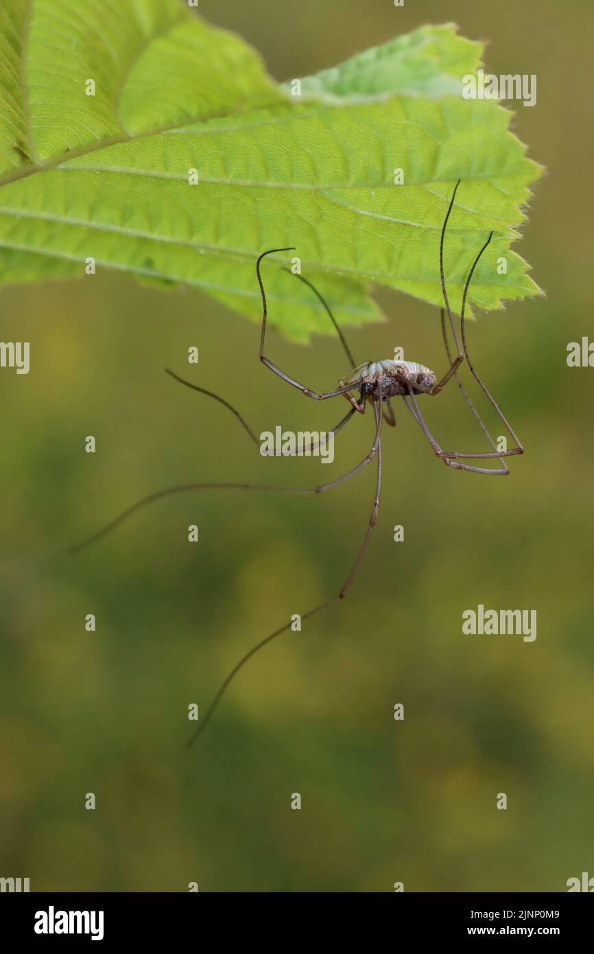 Harvestmen spider hi-res stock photography and images - Alamy