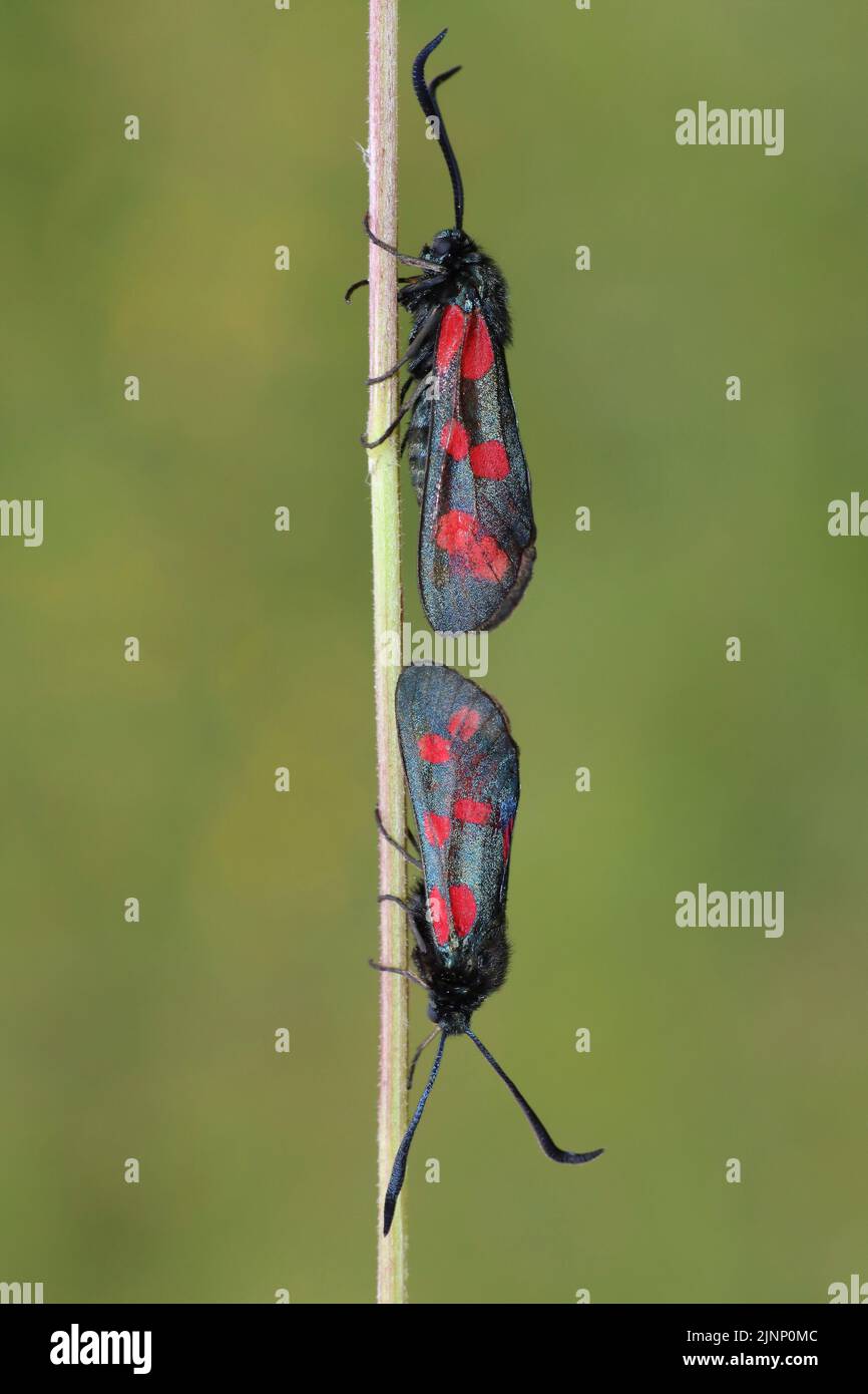 Pair Of Six-spot Burnet Moths Stock Photo