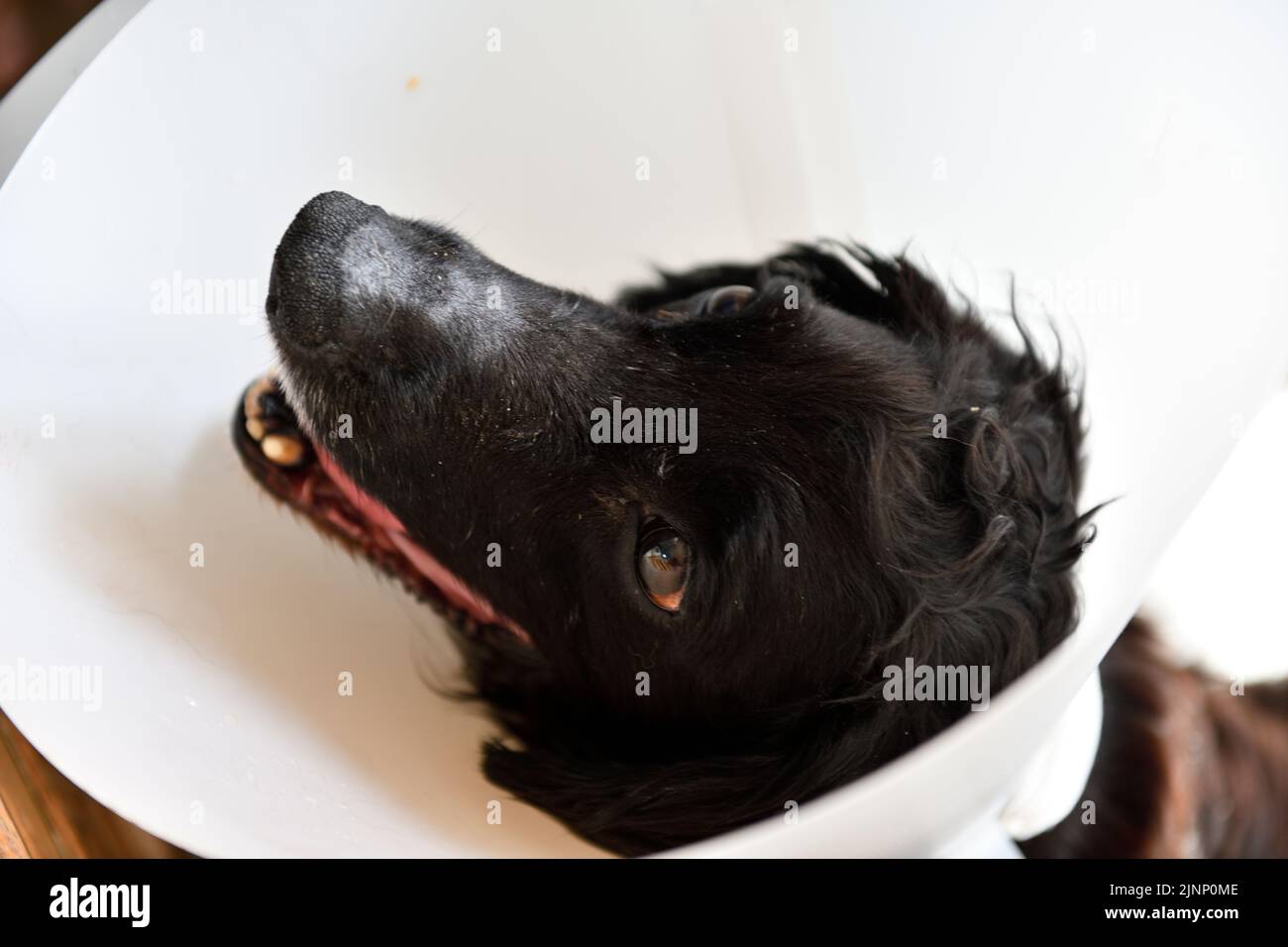 Cocker Spaniel with Head Collar due to operation on paw Oxfordshire