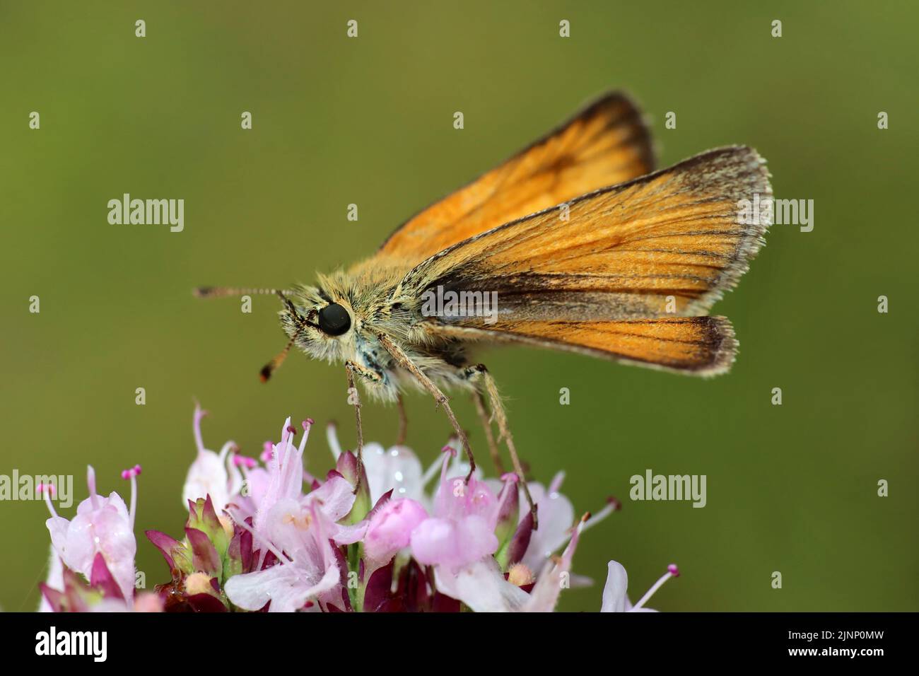 Small Skipper Butterfly Thymelicus sylvestris Stock Photo