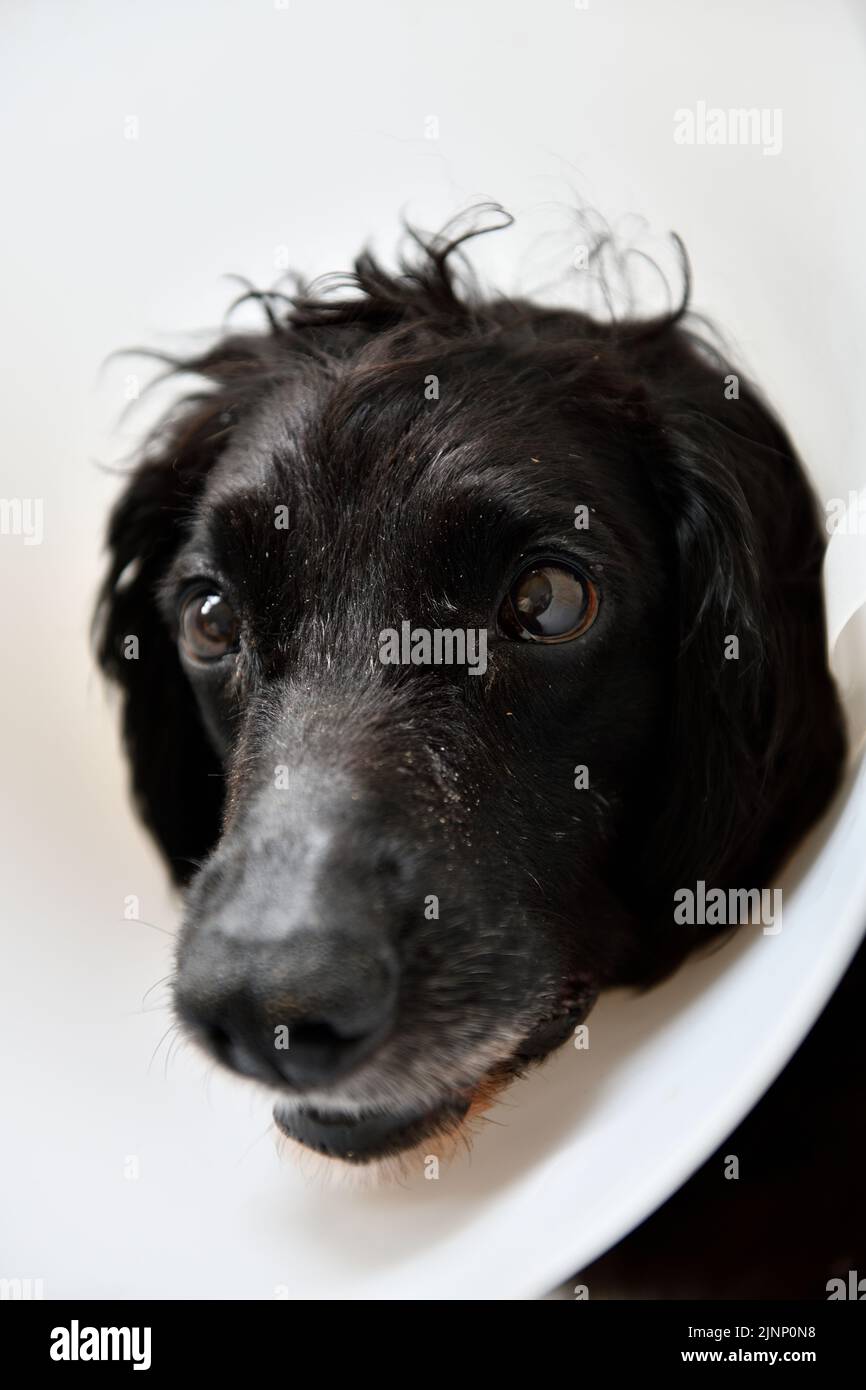 Cocker Spaniel with Head Collar due to operation on paw Oxfordshire