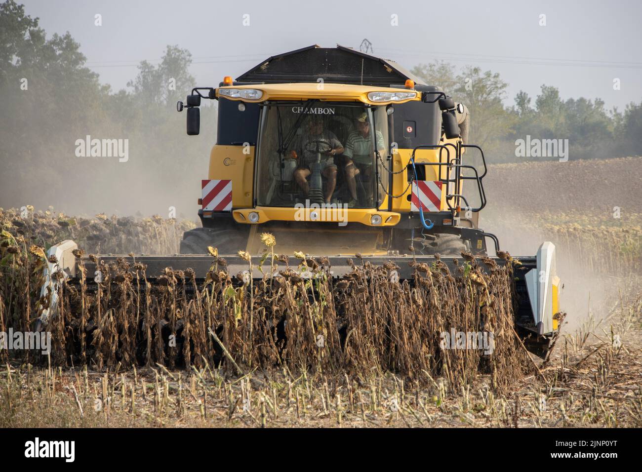 French farmers cultivating sunflower plants in the Dordogne region using a New Holland combine harverster CX0870 Stock Photo