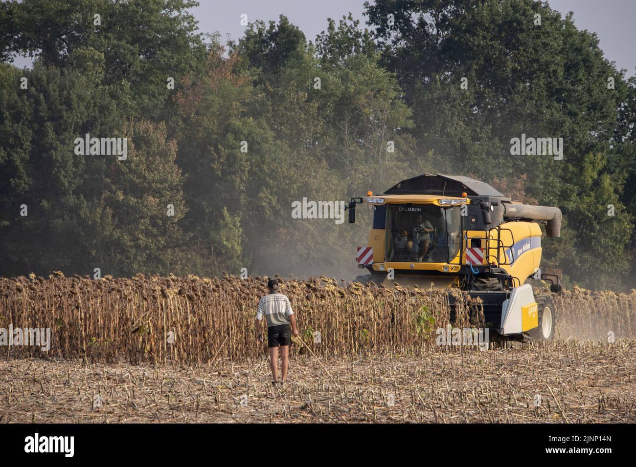 French farmers cultivating sunflower plants in the Dordogne region using a New Holland combine harverster CX0870 Stock Photo