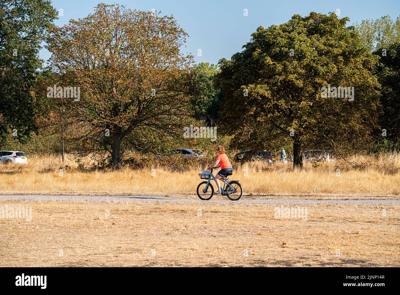 Wimbledon London, UK. 13 August 2022 . A cyclist riding through the sunburnt grass on  Wimbledon Common in the bright morning sunshine. The Met Office has issued an amber extreme heat warning across England and Wales lasting for the rest of the week when temperatures are expected to rise above 30Celsius as the driest spell in England for 46 years continues and a drought has been officially declared by the Environment Agency.Credit. amer ghazzal/Alamy Live News Stock Photo