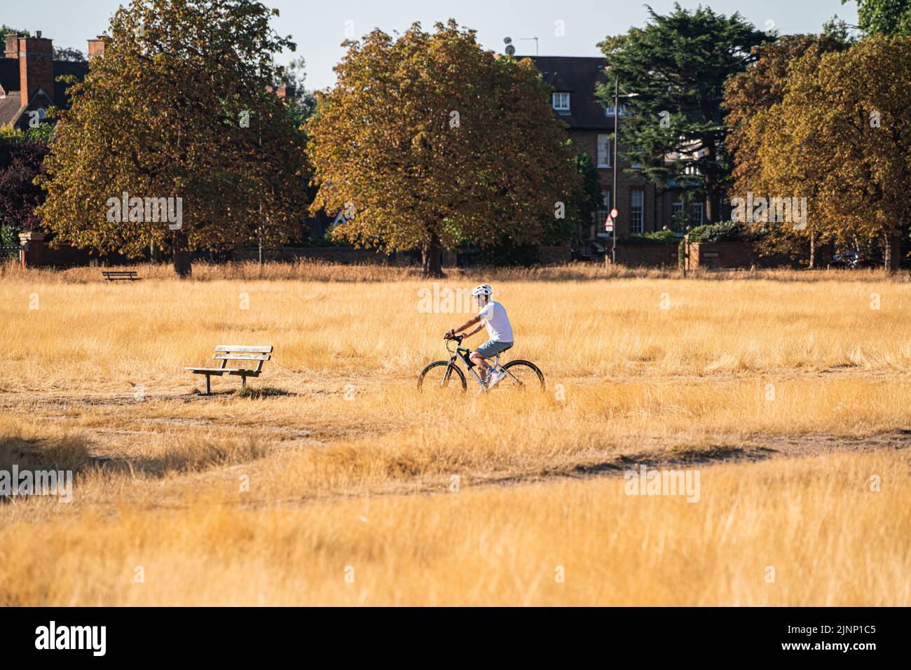 Wimbledon London, UK. 13 August 2022 . A cyclist riding through the sunburnt grass on  Wimbledon Common in the bright morning sunshine. The Met Office has issued an amber extreme heat warning across England and Wales lasting for the rest of the week when temperatures are expected to rise above 30Celsius as the driest spell in England for 46 years continues and a drought has been officially declared by the Environment Agency.Credit. amer ghazzal/Alamy Live News Stock Photo