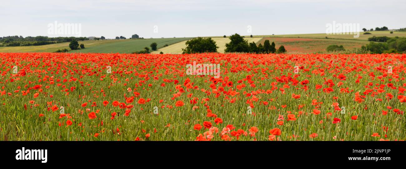 Red Poppy Field  ( Papaver) in the Summer Gloucestershire England uk Stock Photo