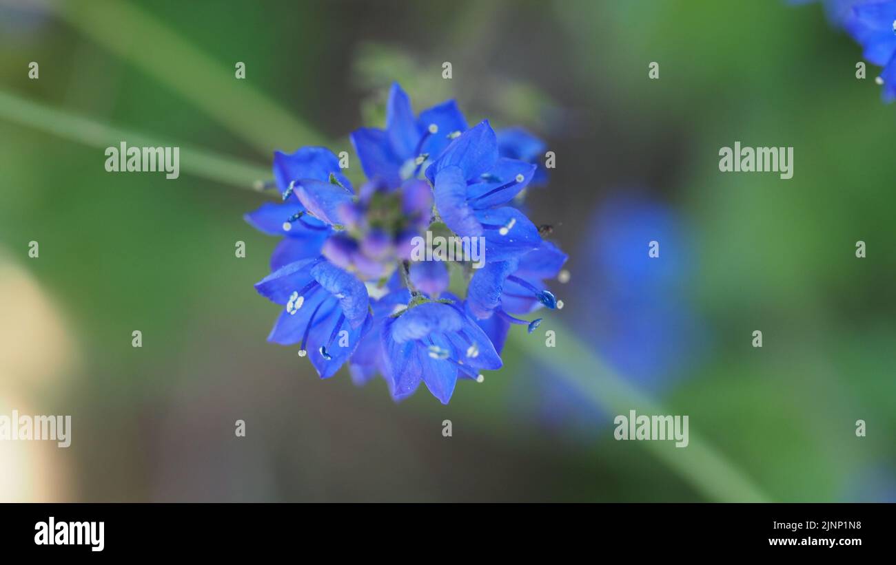 blauer österreichischer Ehrenpreis mit Fokus auf einzelne Blüten Stock Photo