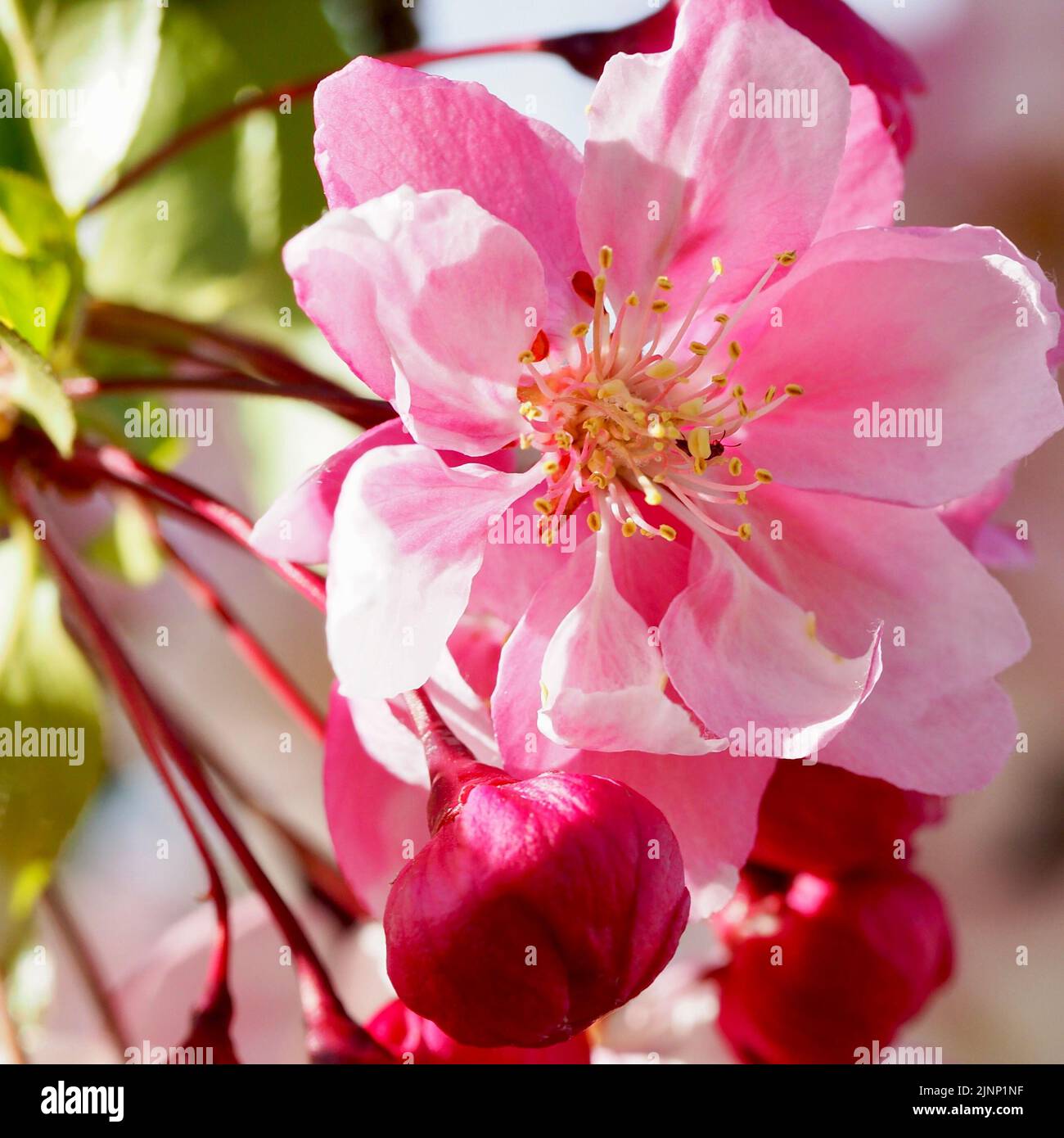 Apfelblüte mit kleinen Äpfeln Apfel Stock Photo