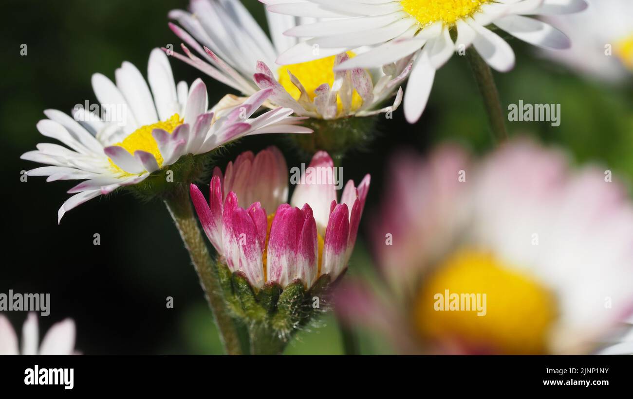 bunte Blumenwiese mit Gänseblümchen Hahnenfuß und Zickzackklee Stock Photo