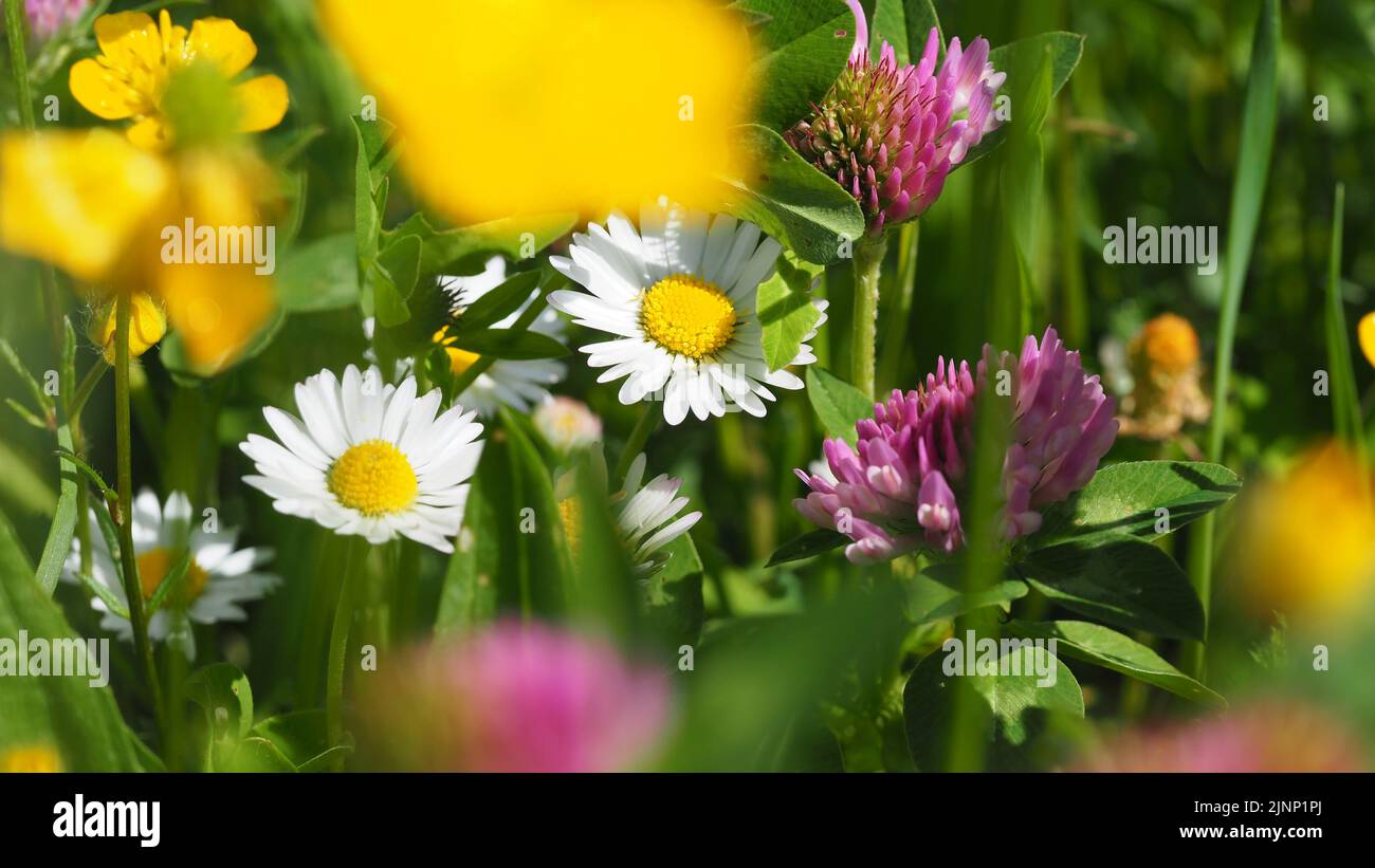 bunte Blumenwiese mit Gänseblümchen Hahnenfuß und Zickzackklee Stock Photo
