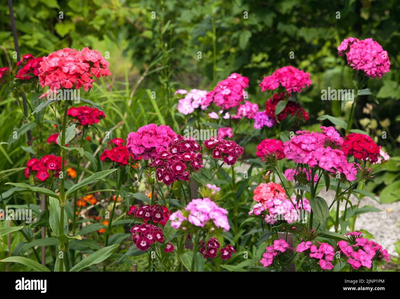 Colorful sweet William flowers in a garden. Bushes in the background