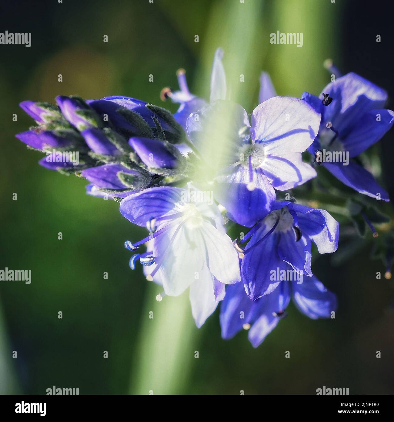 Großer Ehrenpreis mit Gras im Vordergrund, Veronica teucrium Stock Photo