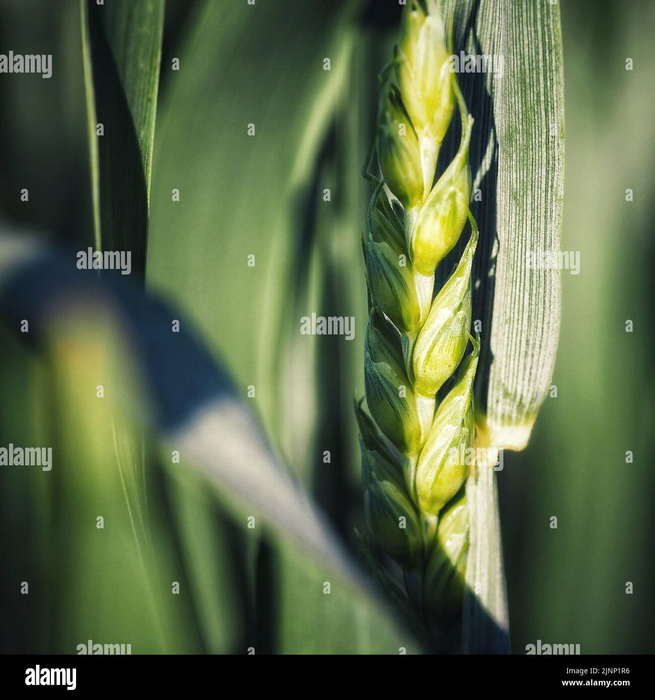 Nahaufnahme von Getreide, Gerste im Detail Stock Photo