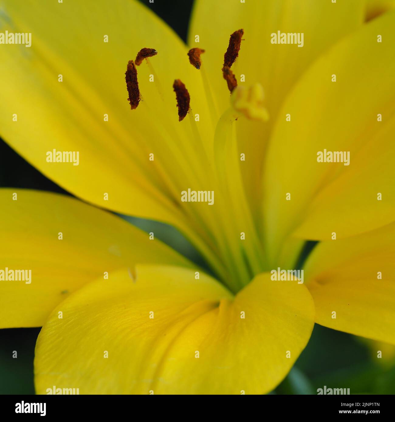 Blüte einer gelben Taglilie im Detail Stock Photo