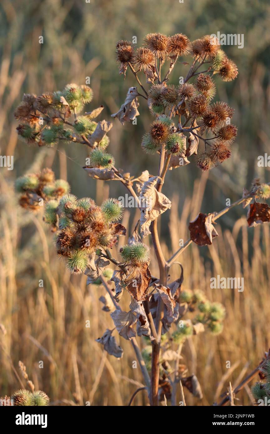 a large Burdock in Midsummer Stock Photo