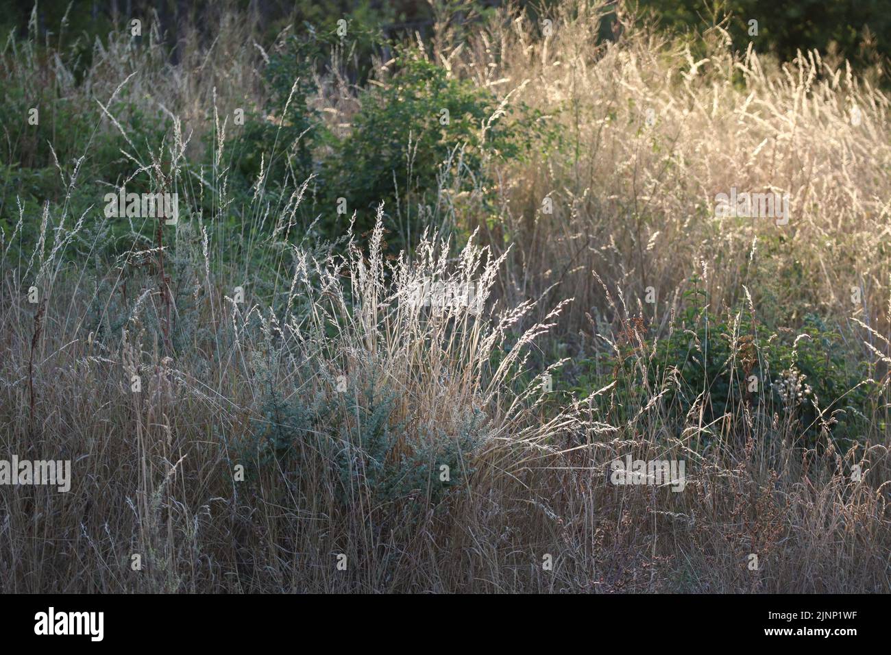 Grasses as a special light-catcher in Summer Stock Photo