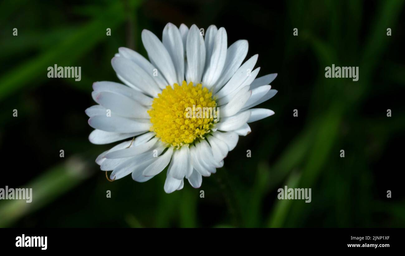 Blume in blumenwiese hires stock photography and images Alamy