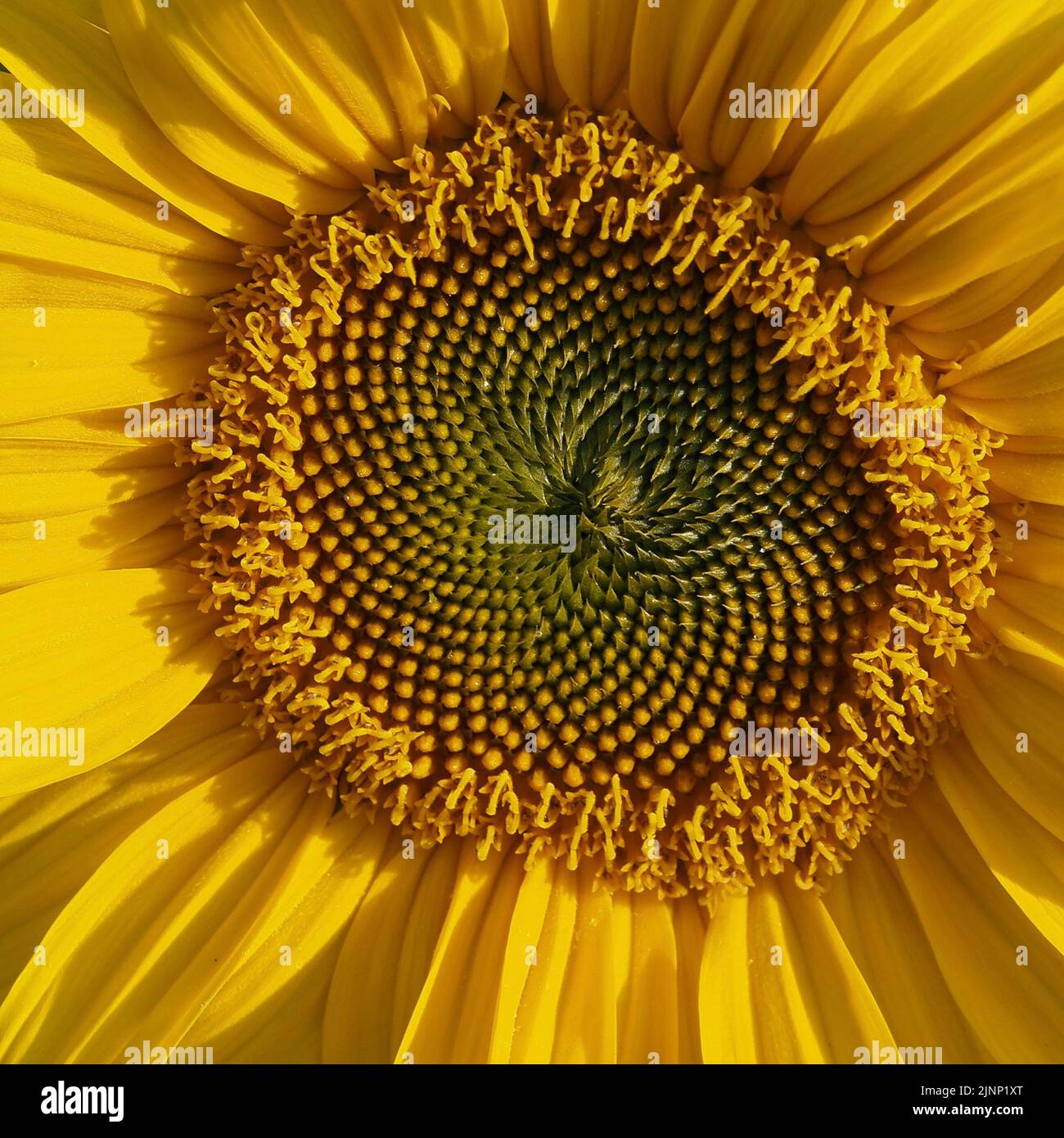 Natur sonnenblume hi-res stock photography and images - Alamy