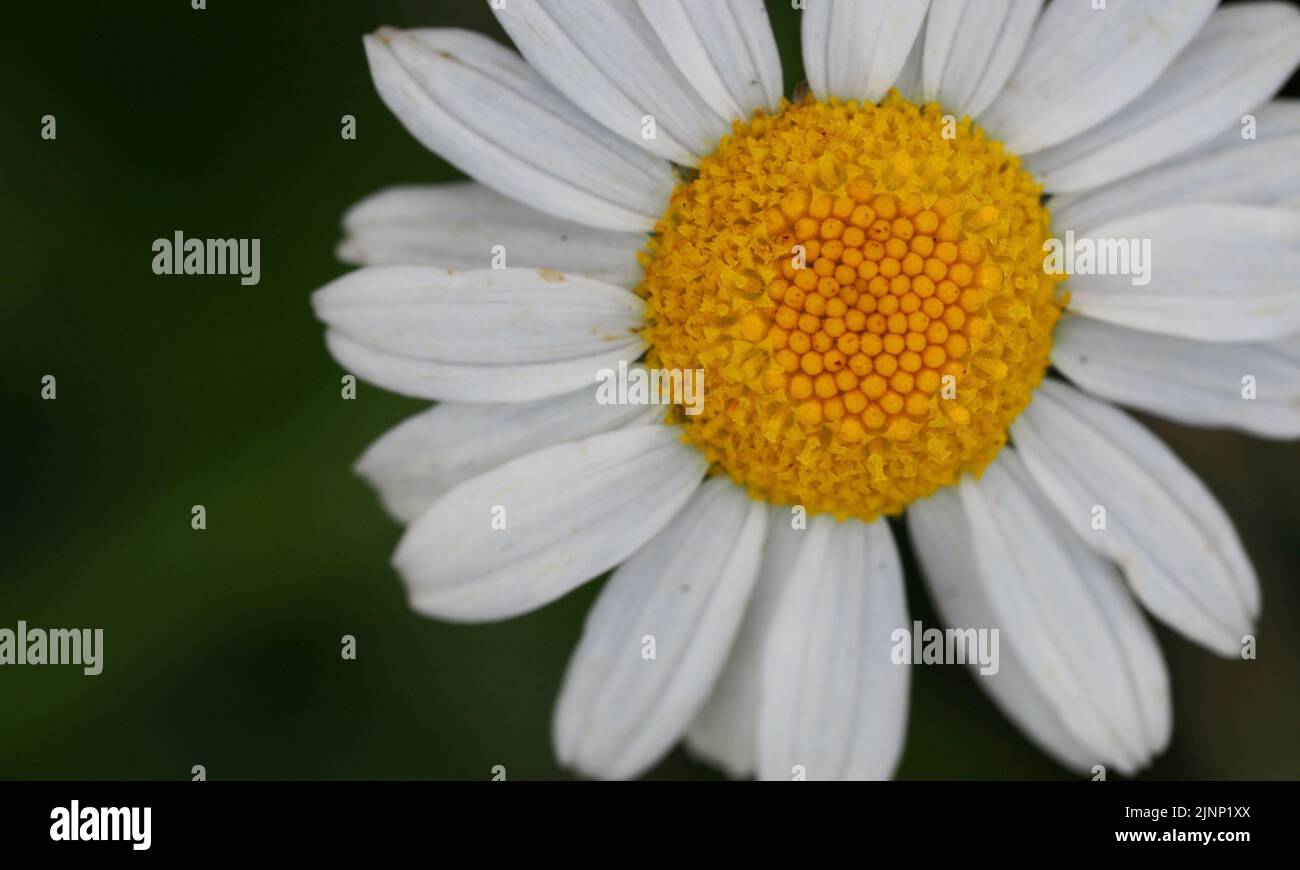 Gänseblümchen Daisy Bellis perennis Stock Photo