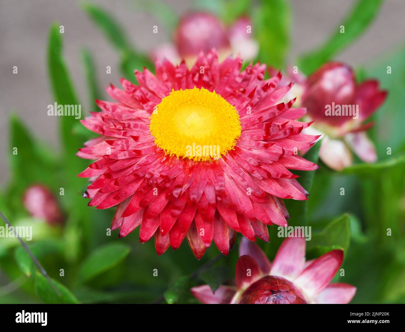 Pinke flower hi-res stock photography and images - Alamy