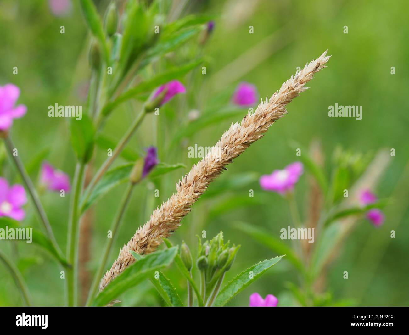 Blumenwiese Blüte eines Weideröschens Stock Photo