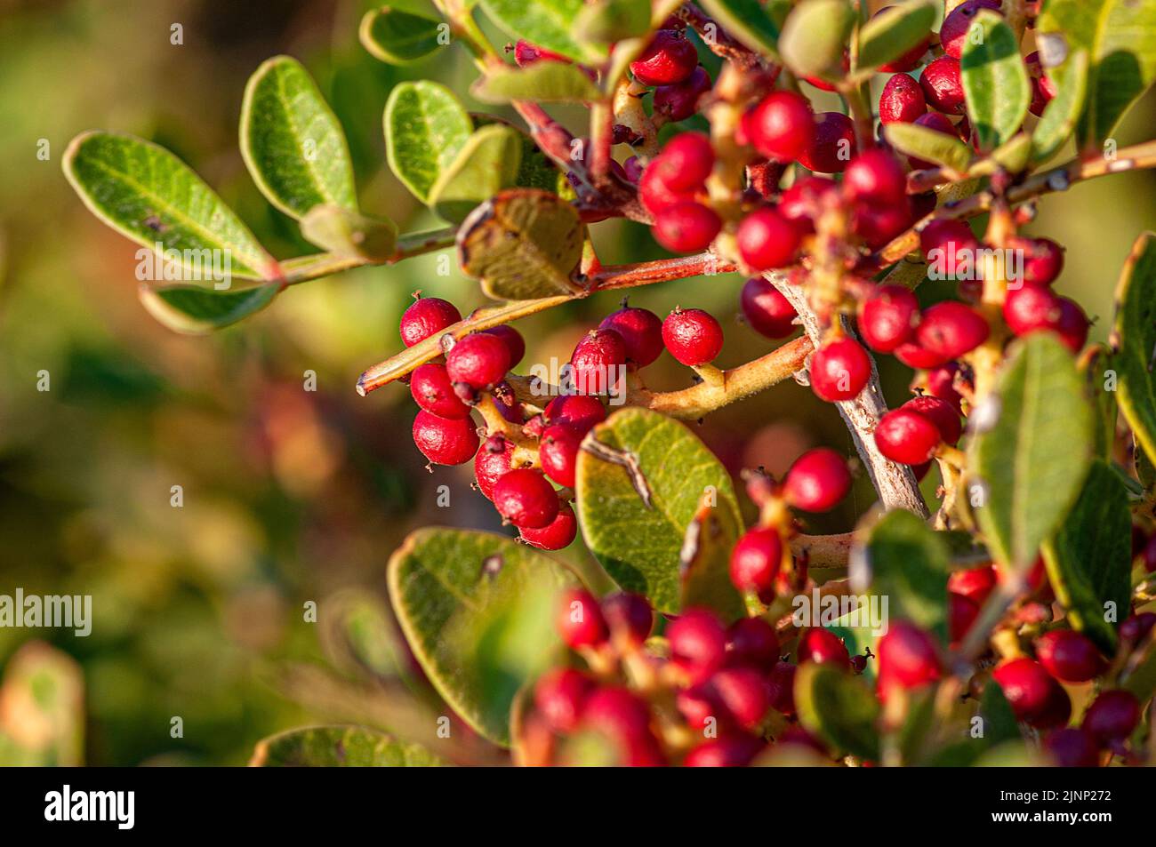 mastic gum tree and its fruit Stock Photo Alamy