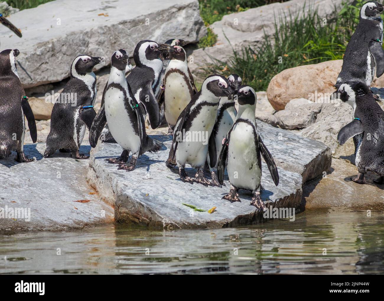 African penguin (Spheniscus demersus), also known as Cape penguin or