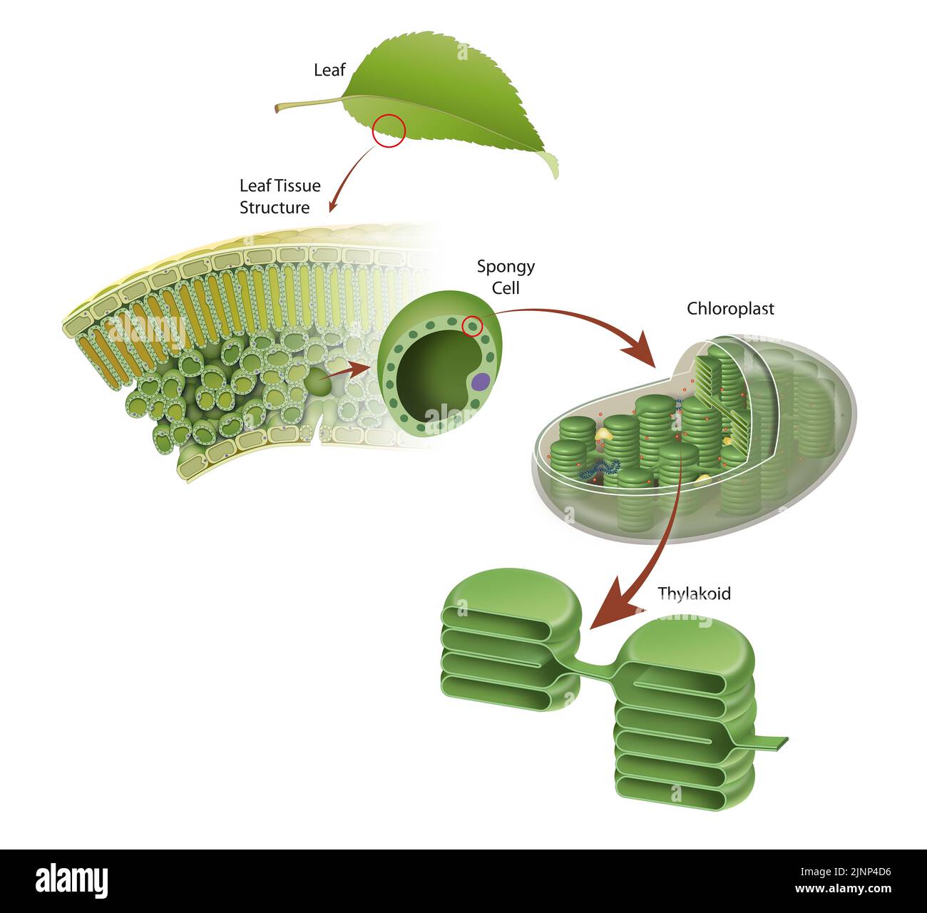 Diagram of a leaf structure Stock Photo