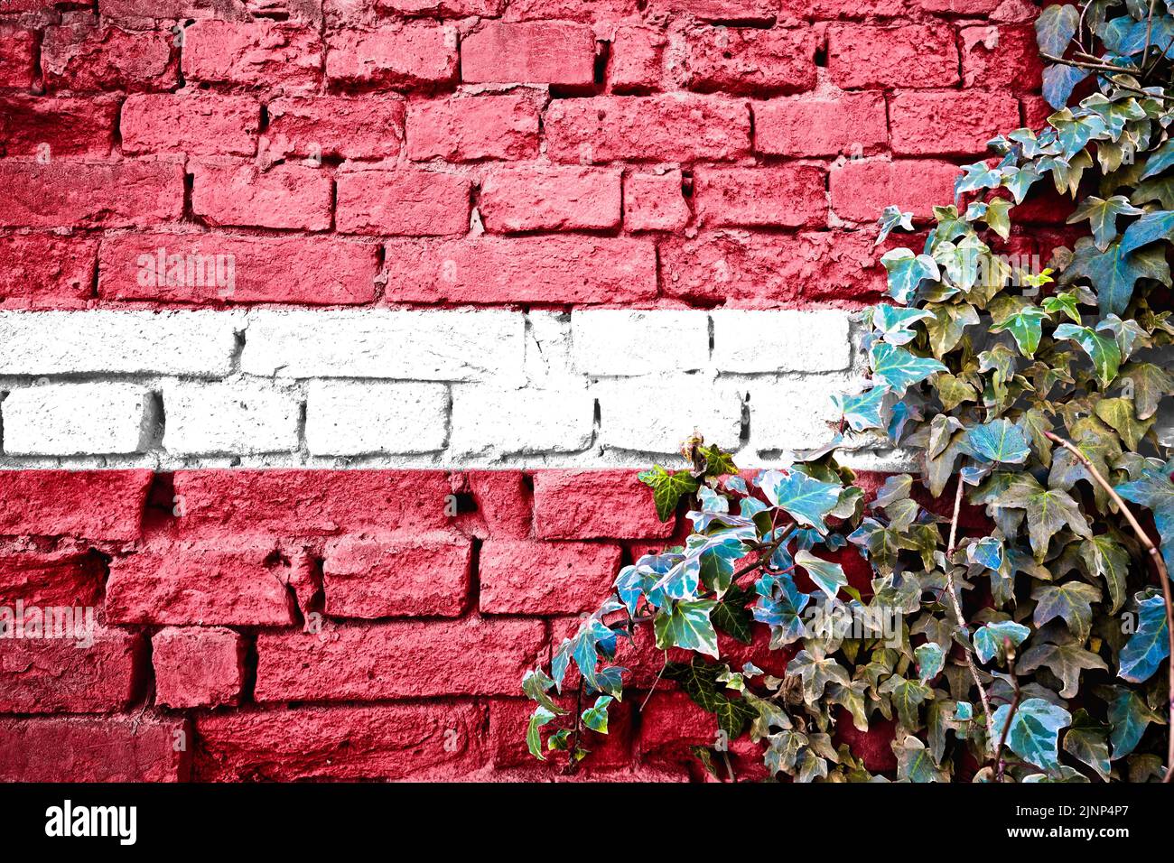 Latvia grunge flag on brick wall with ivy plant, country symbol concept Stock Photo