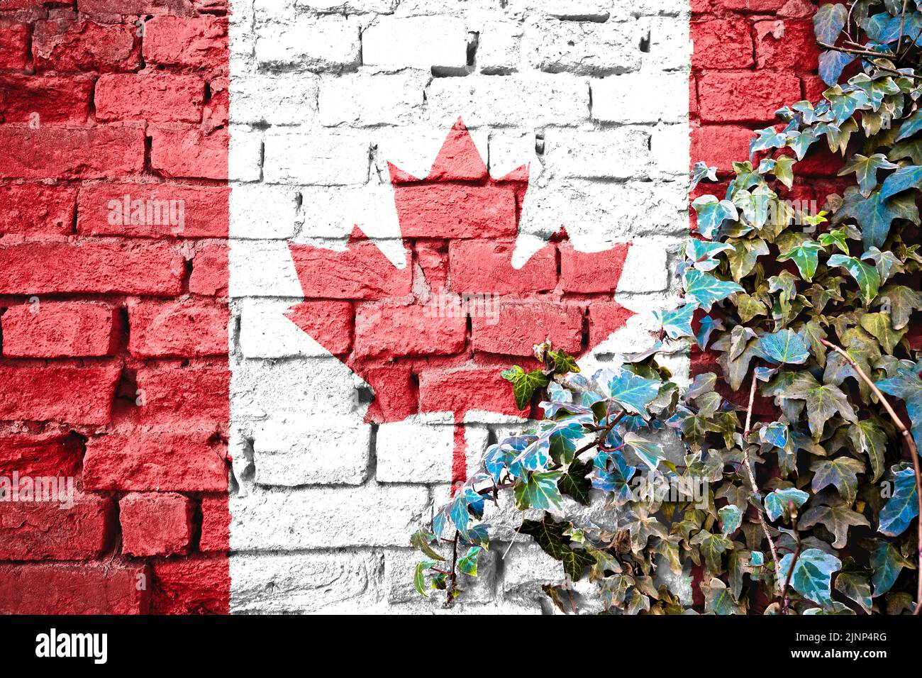 Canada  grunge flag on brick wall with ivy plant, country symbol concept Stock Photo