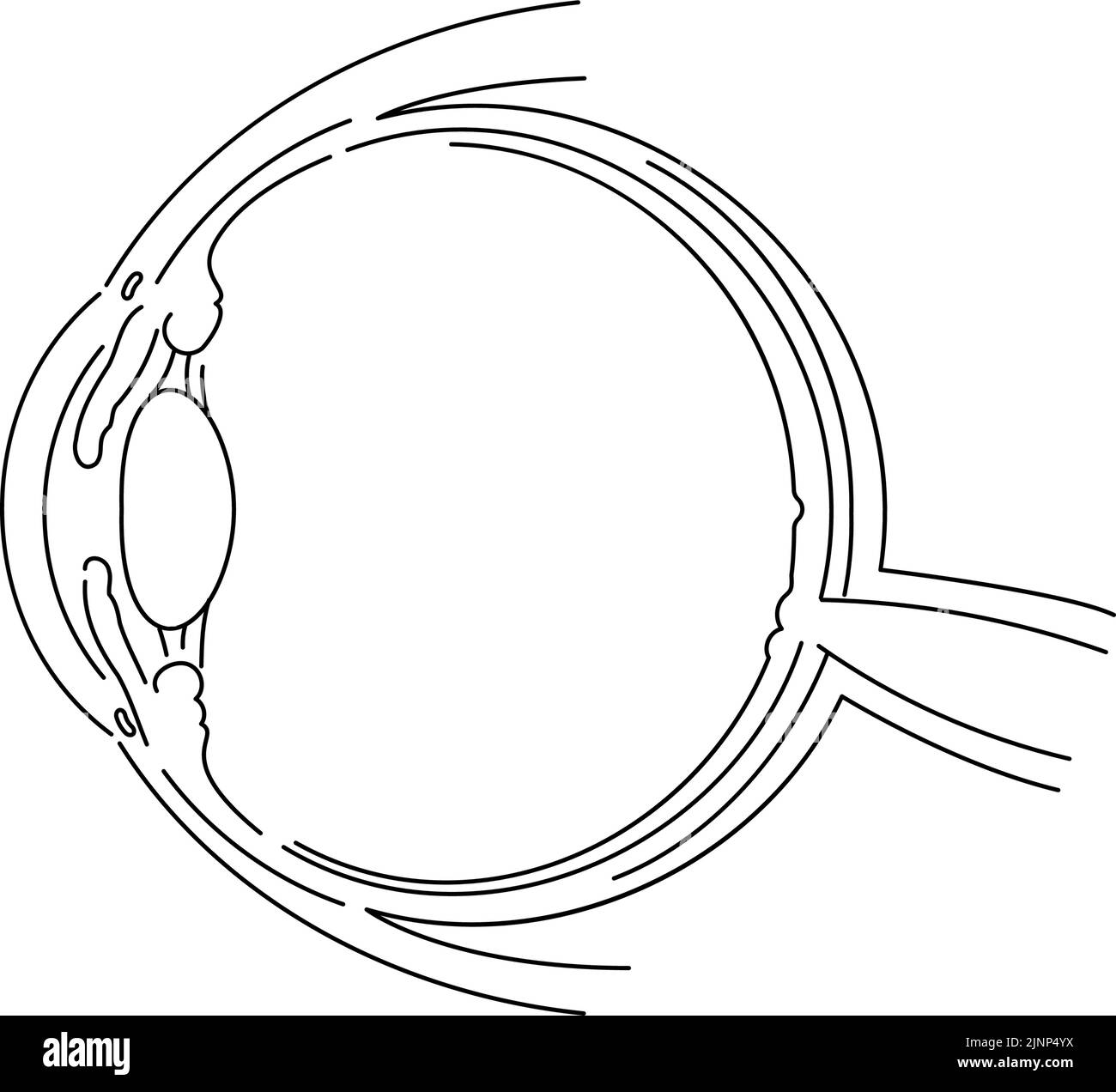 Diagrammatic illustration of the eye (line drawing) Stock Vector
