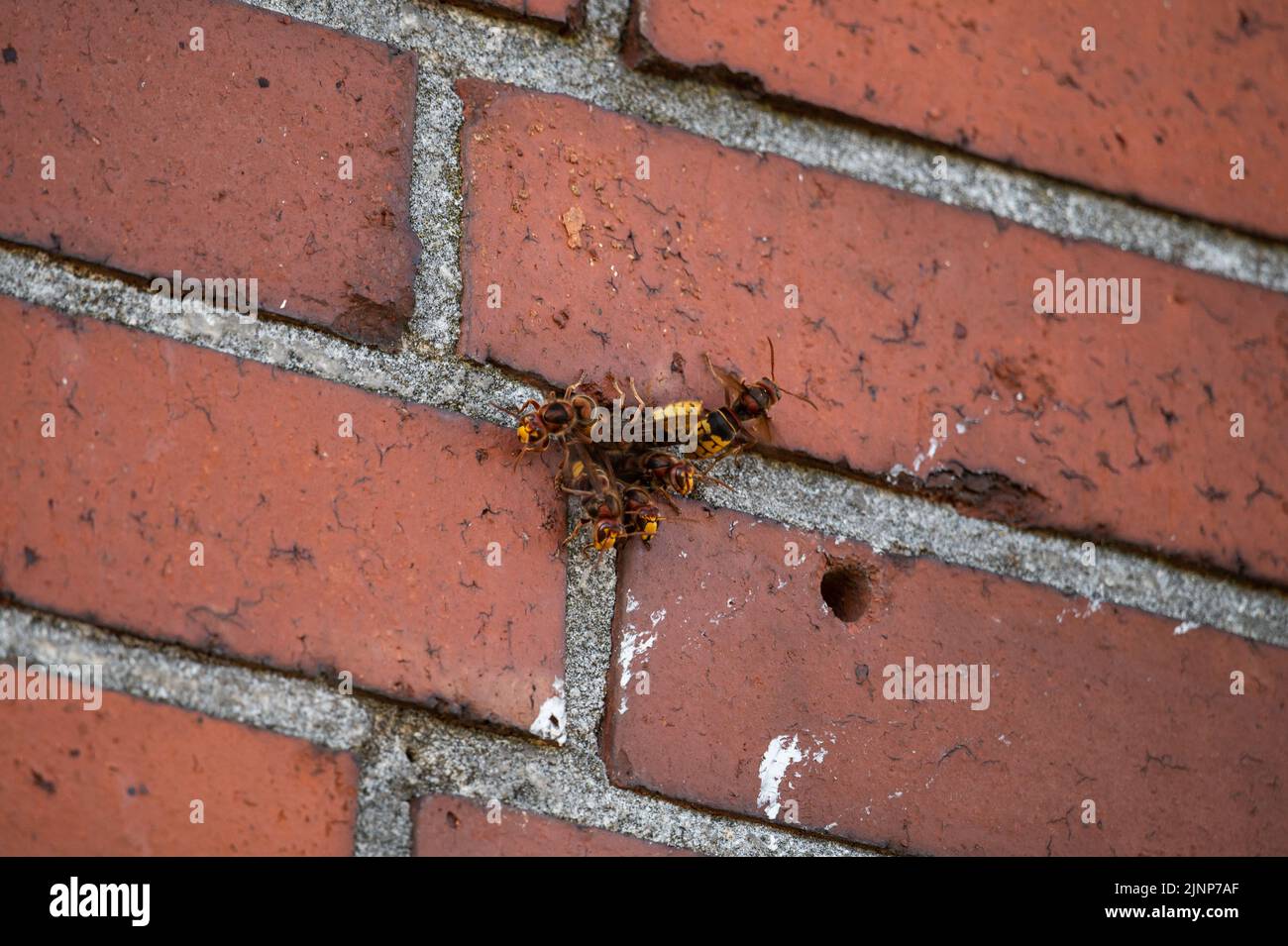 Busy activity at the entrance of a hornet nest in a masonry with guard hornet and ventilation (Vespa crabro) Stock Photo