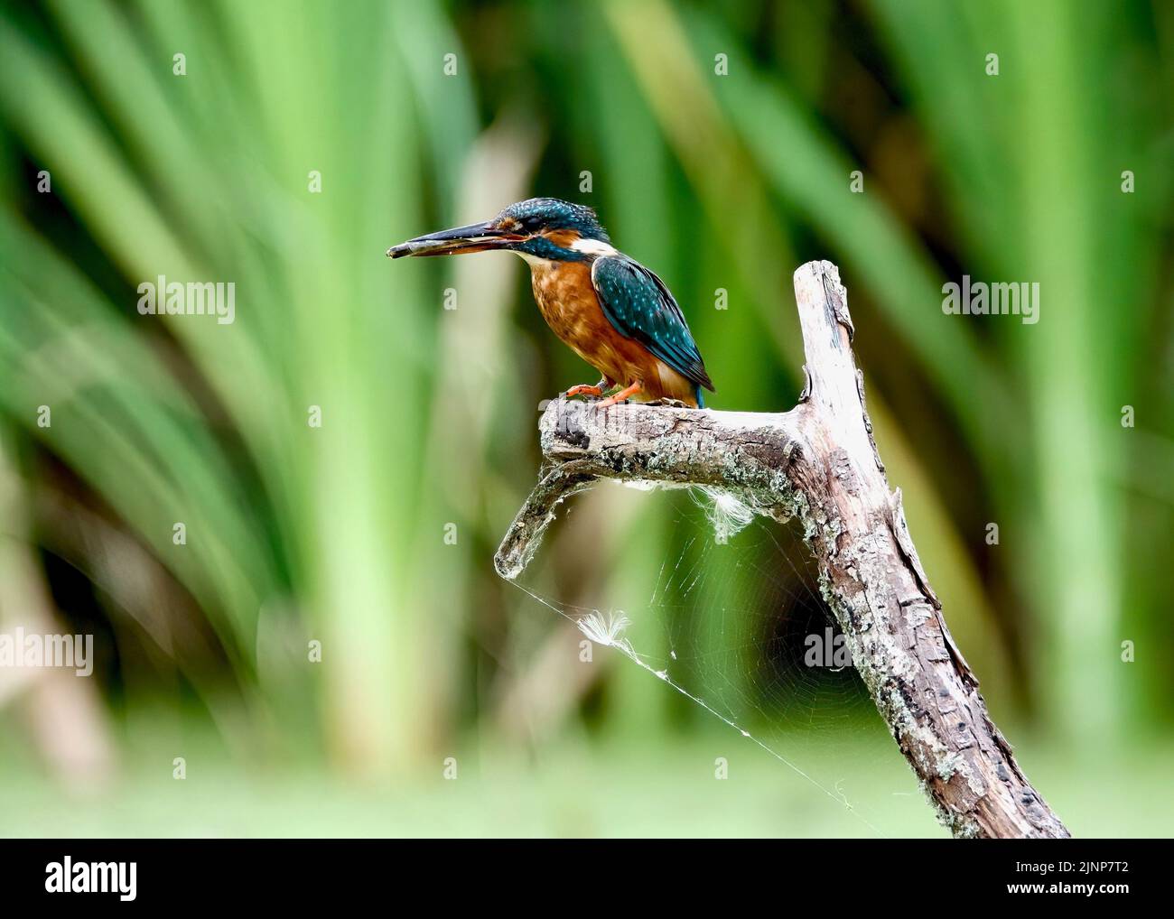 Kingfisher (Alcedo Atthis) with a fish in his mouth, at RSPB Rye Meads Stock Photo