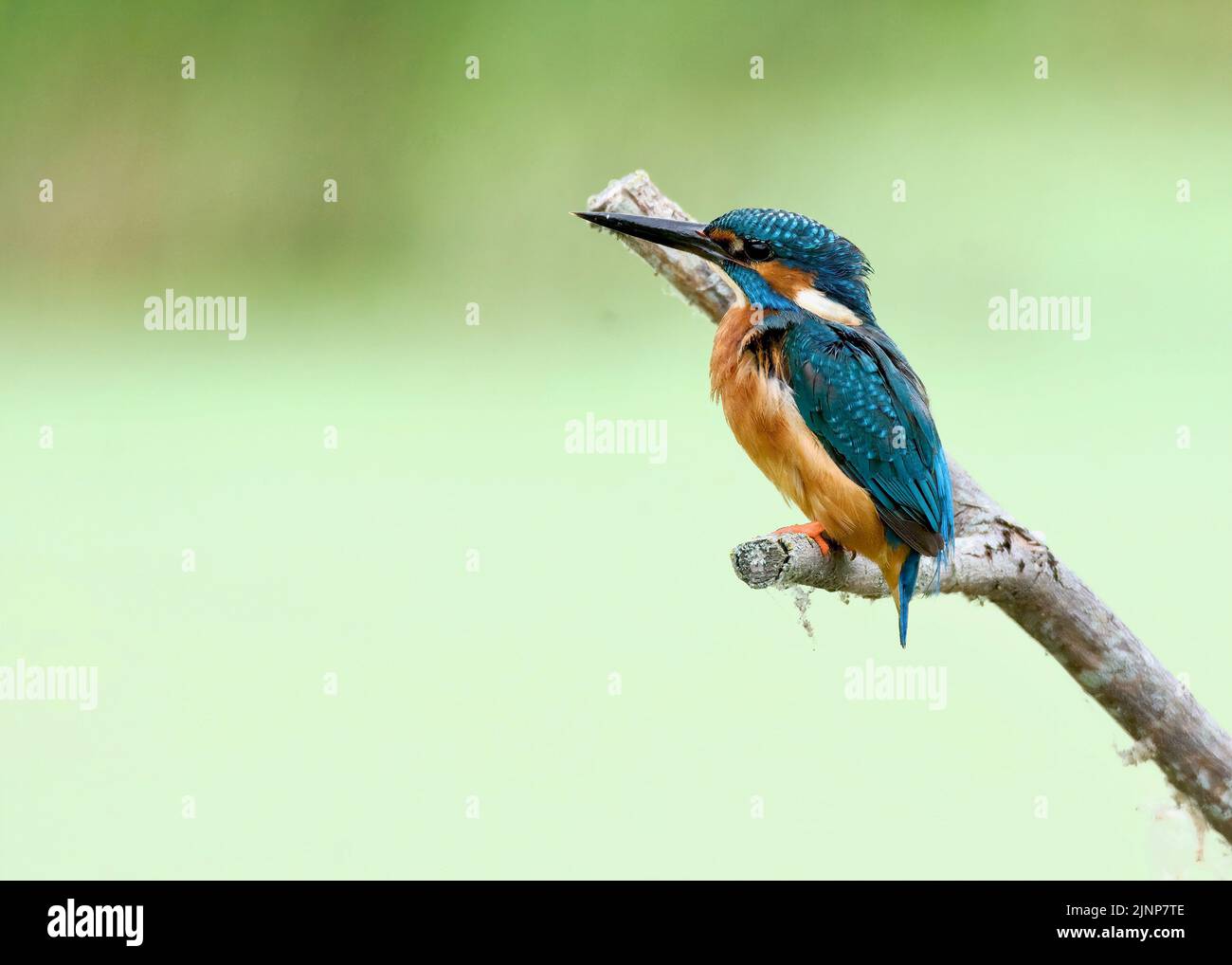 Kingfisher (Alcedo Atthis) on a stick, at RSPB Rye Meads Stock Photo
