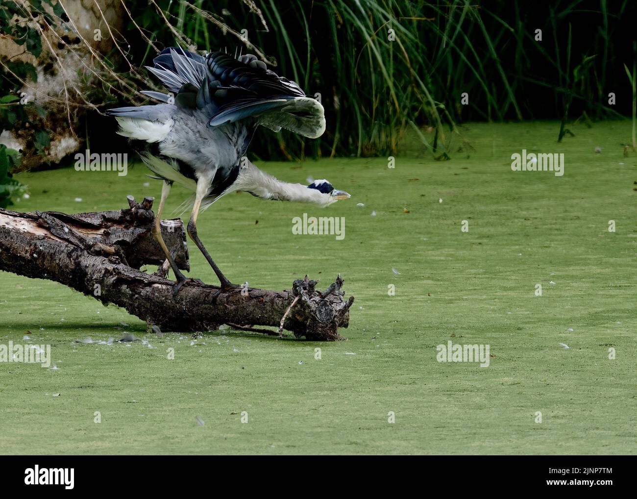 Grey Heron (Ardea cinerea) outstretched about to fly. Stock Photo