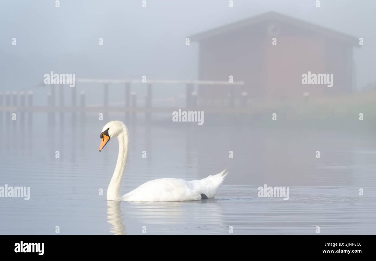 Swan paddling in lake and early morning mist Stock Photo Alamy