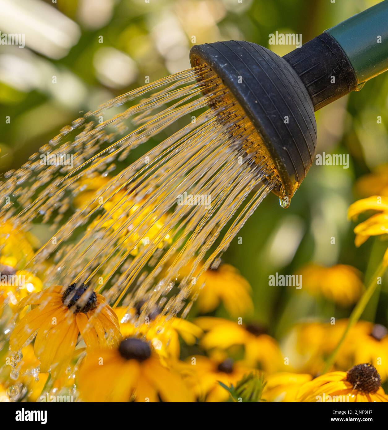 Wimbledon, London, UK. 13 August 2022. With London once again sweltering in the high 30s Thames