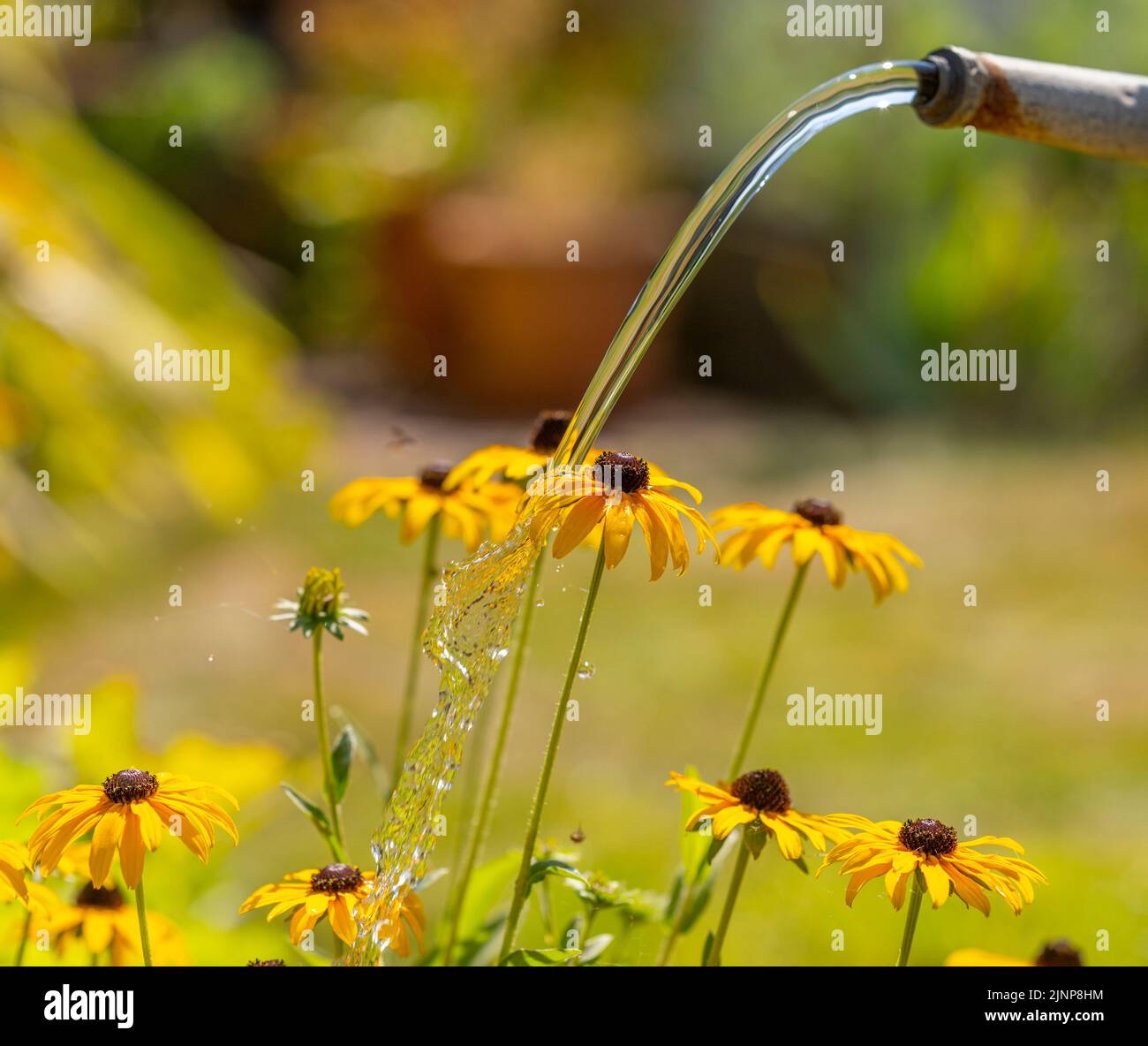 Wimbledon, London, UK. 13 August 2022. With London once again