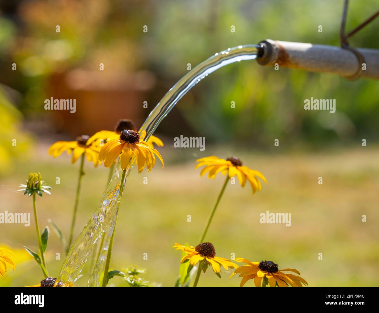 Wimbledon, London, UK. 13 August 2022. With London once again