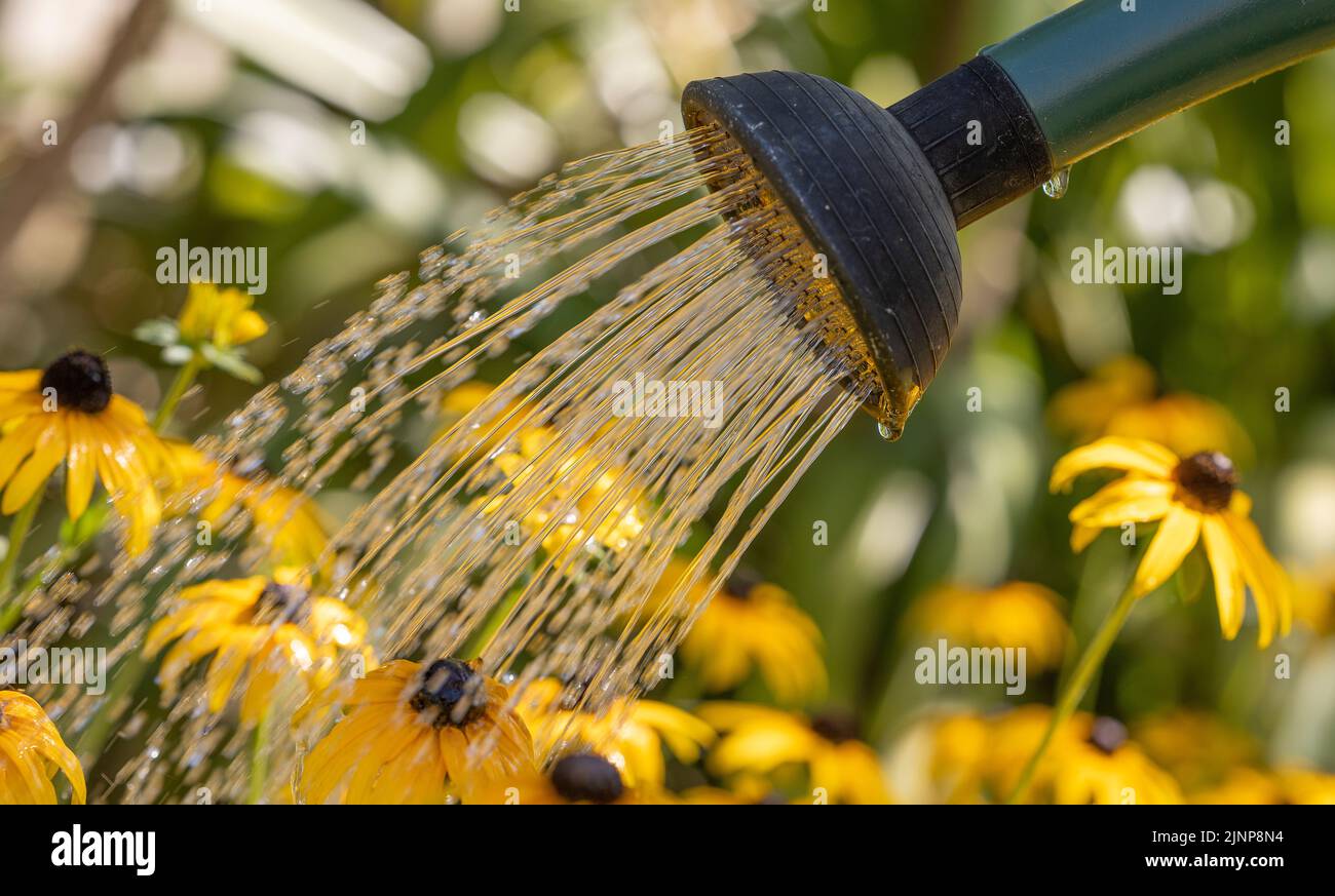 Wimbledon, London, UK. 13 August 2022. With London once again