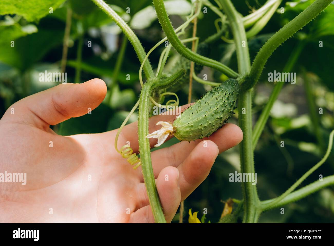 Hands holding small growing cucumber in urban home garden. Urban home gardening concept Stock Photo