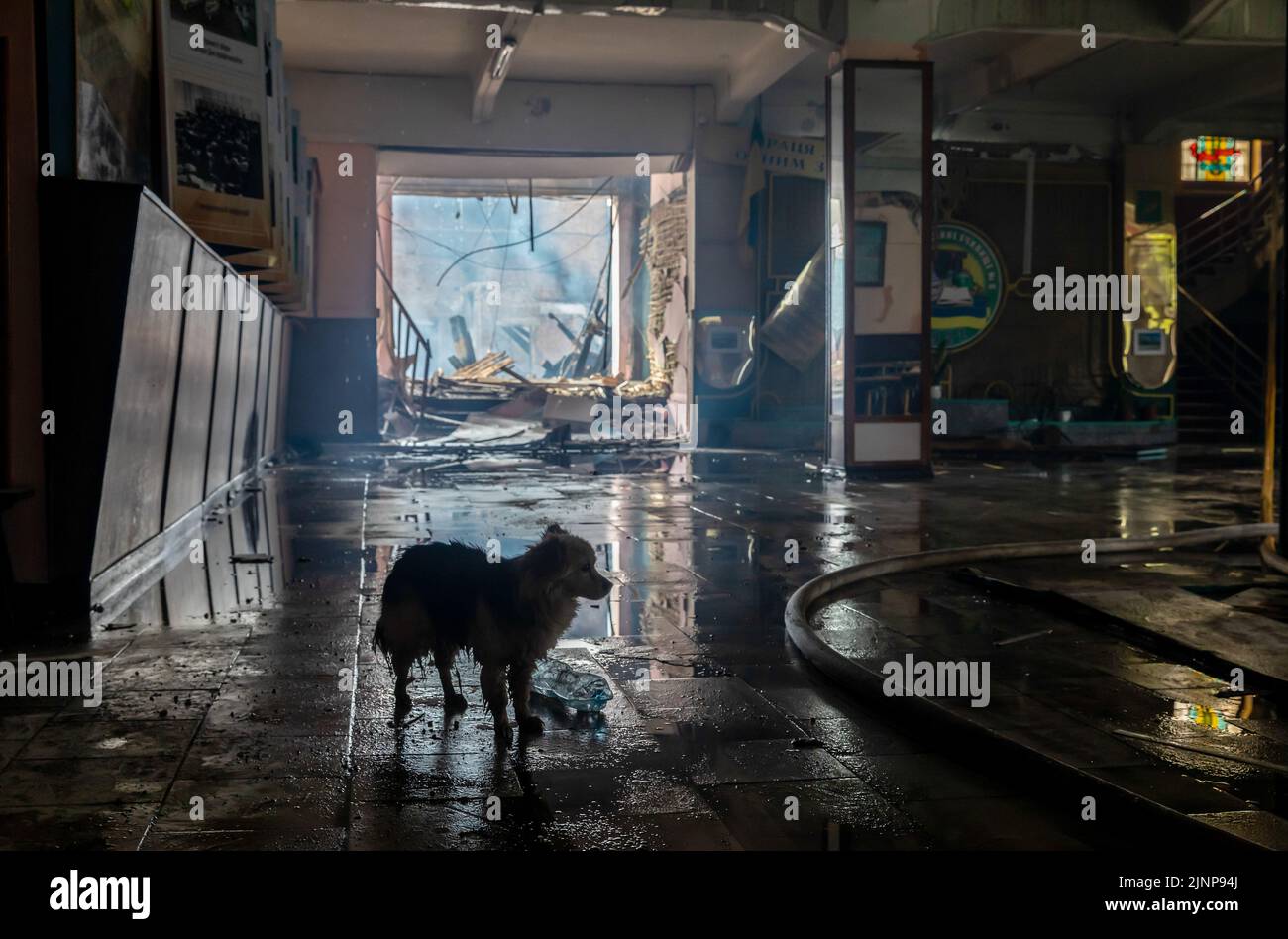 Silhouette of a wet stray dog wandering into the corridor of a destroyed specialized school in Kharkiv after a fire caused by a Russian military missile attack. Russia invaded Ukraine on 24 February 2022, triggering the largest military attack in Europe since World War II. Stock Photo