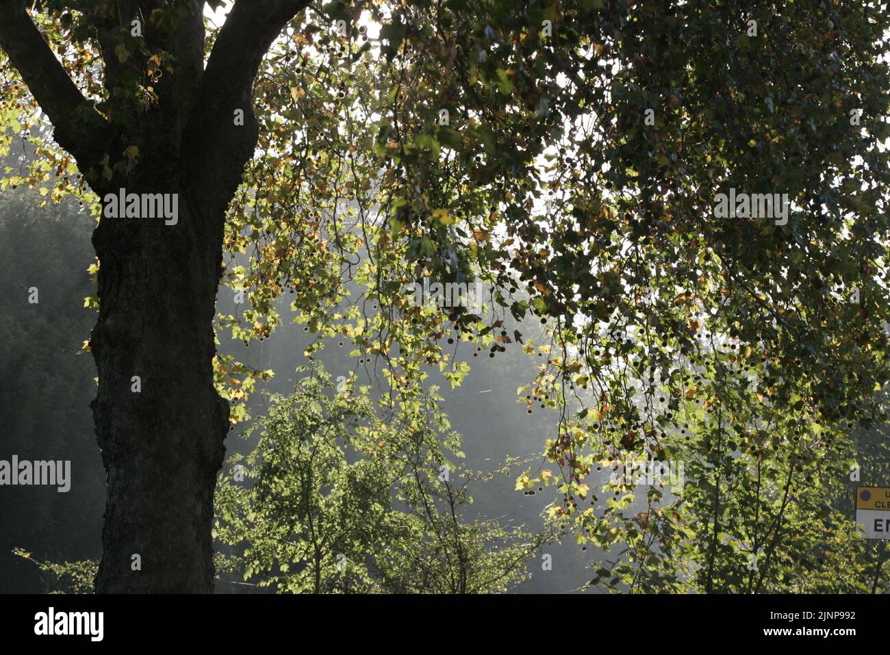 Autumn fall tree scene of leaves, shot in beautiful low sunlight Stock ...