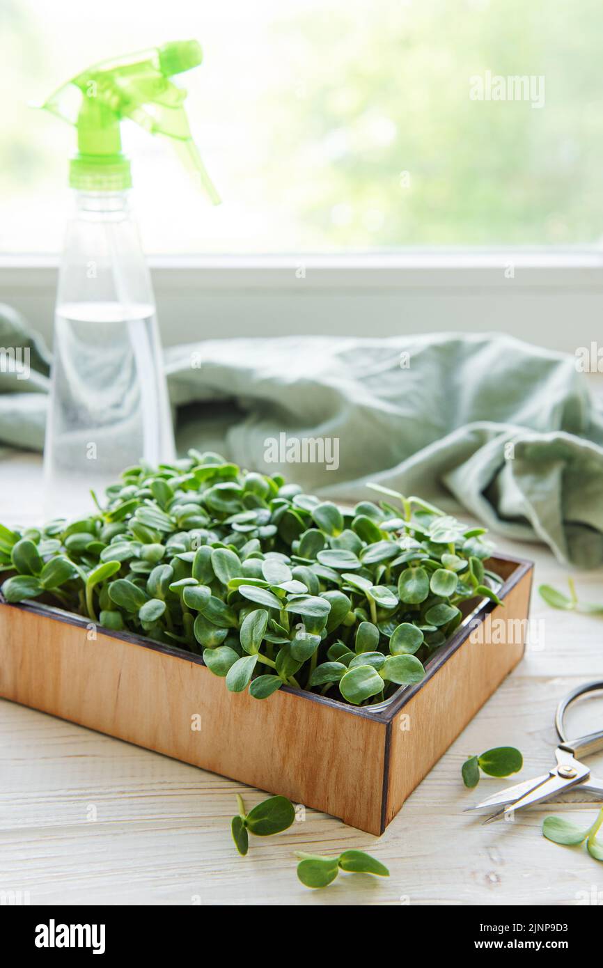 Microgreens of sunflowers. Growing greens at home Stock Photo Alamy