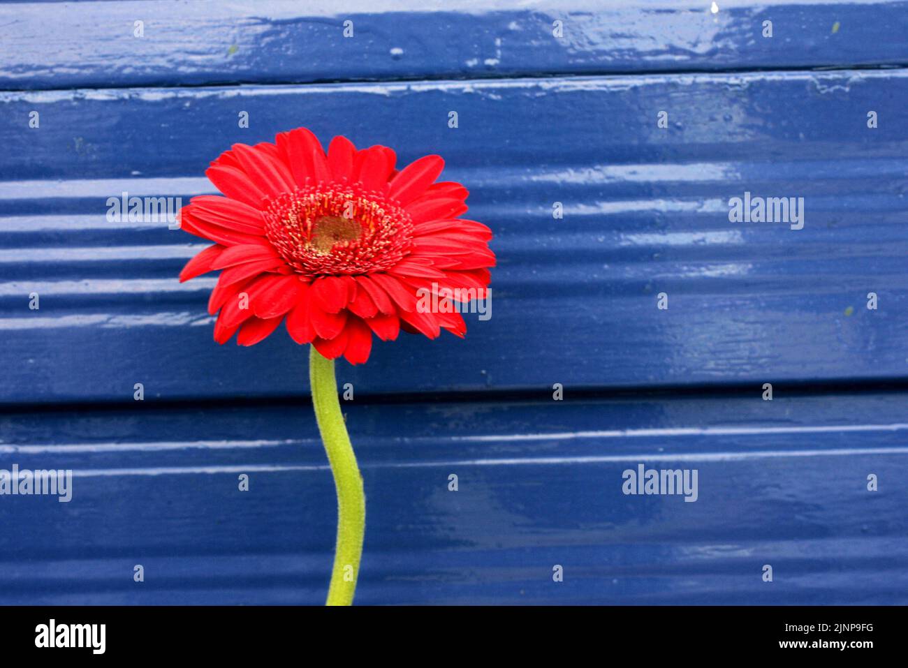 Red orange Gerbera flower, single stem against clean background Stock Photo