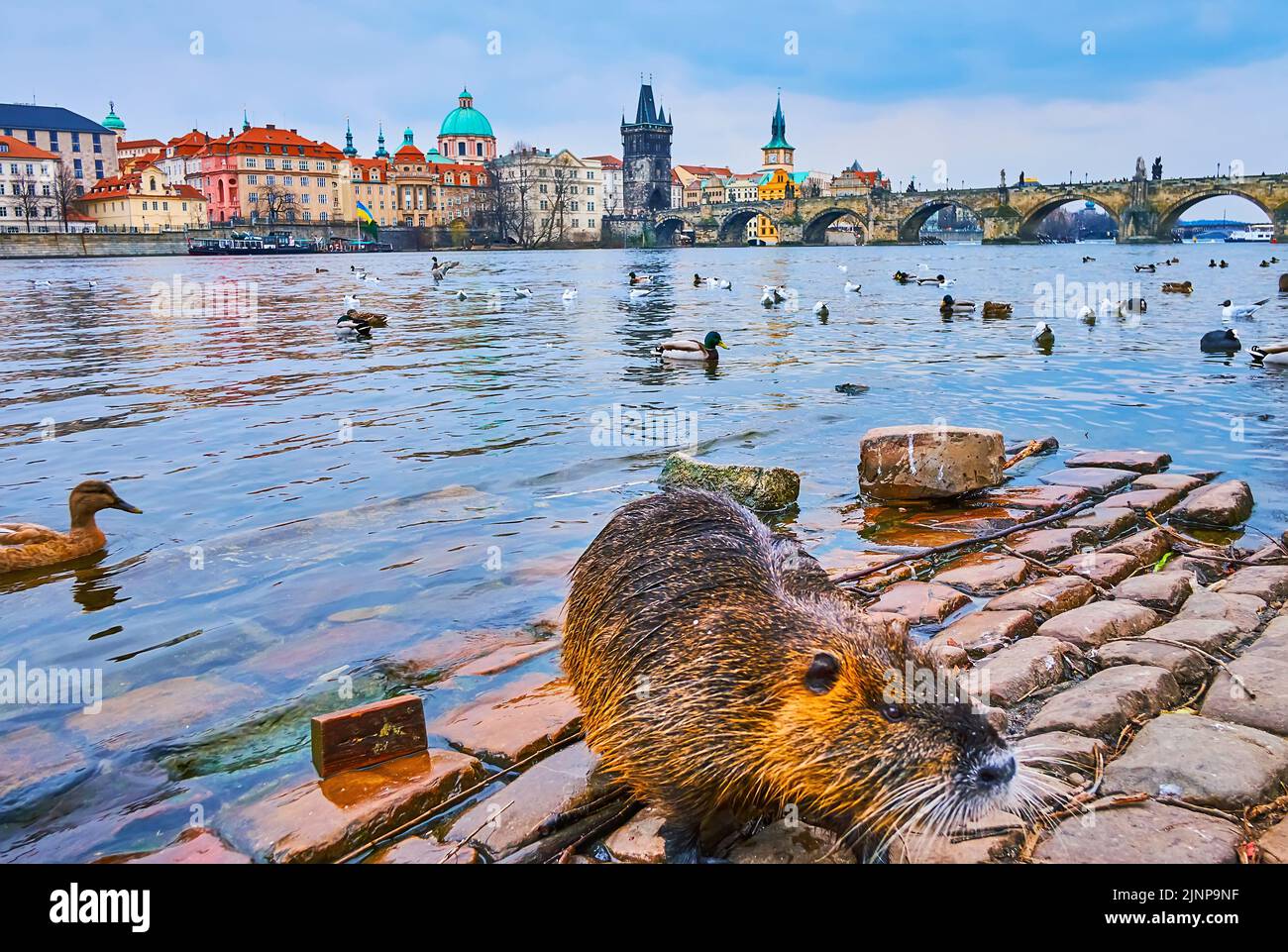 The beaver on the bank of Vltava River with medieval Charles Bridge in background, Prague, Czech Republic Stock Photo